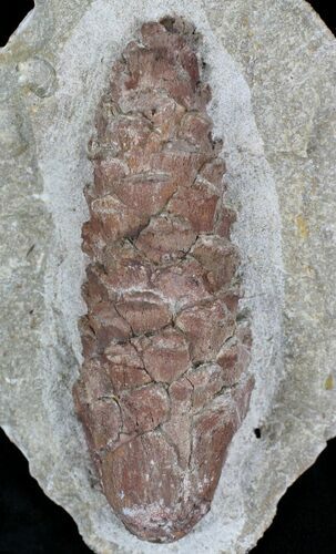 D, Oligocene Aged Fossil Pine Cone - Germany #22504